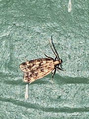 Martyringa latipennis