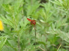 Crocothemis servilia mariannae