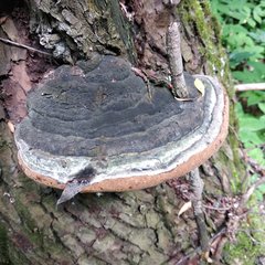 Phellinus nigricans