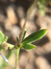 Allophyllum gilioides