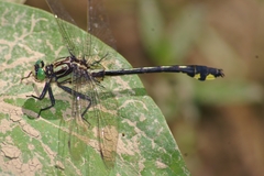 Gomphurus lineatifrons