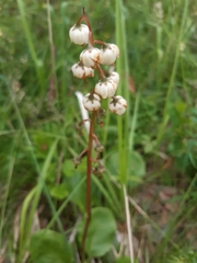 Pyrola media