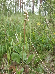 Pyrola media