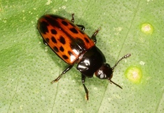 Pselaphacus signatus