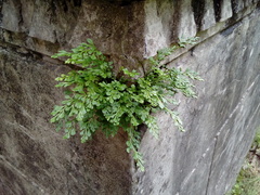 Asplenium ruta-muraria ruta-muraria
