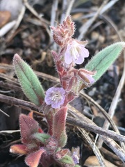 Phacelia exilis