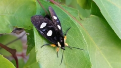 Androloma disparata