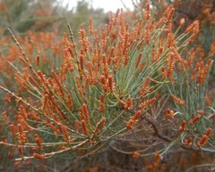 Allocasuarina pusilla