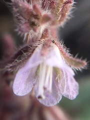 Phacelia exilis