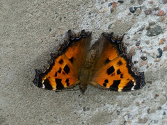 Nymphalis xanthomelas