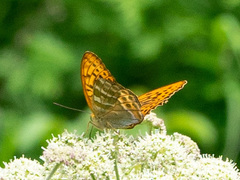 Argynnis paphia