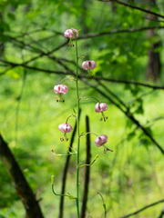 Lilium martagon pilosiusculum