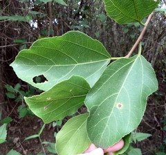 Ficus exasperata