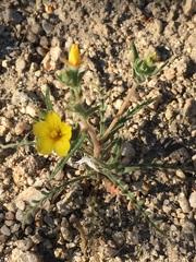 Mentzelia montana