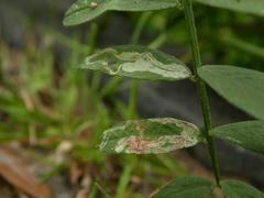 Liriomyza xanthocera