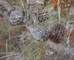Allocasuarina pusilla