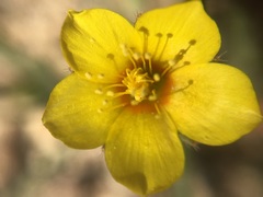 Mentzelia montana