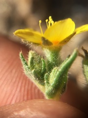 Mentzelia montana