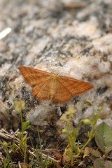 Idaea serpentata