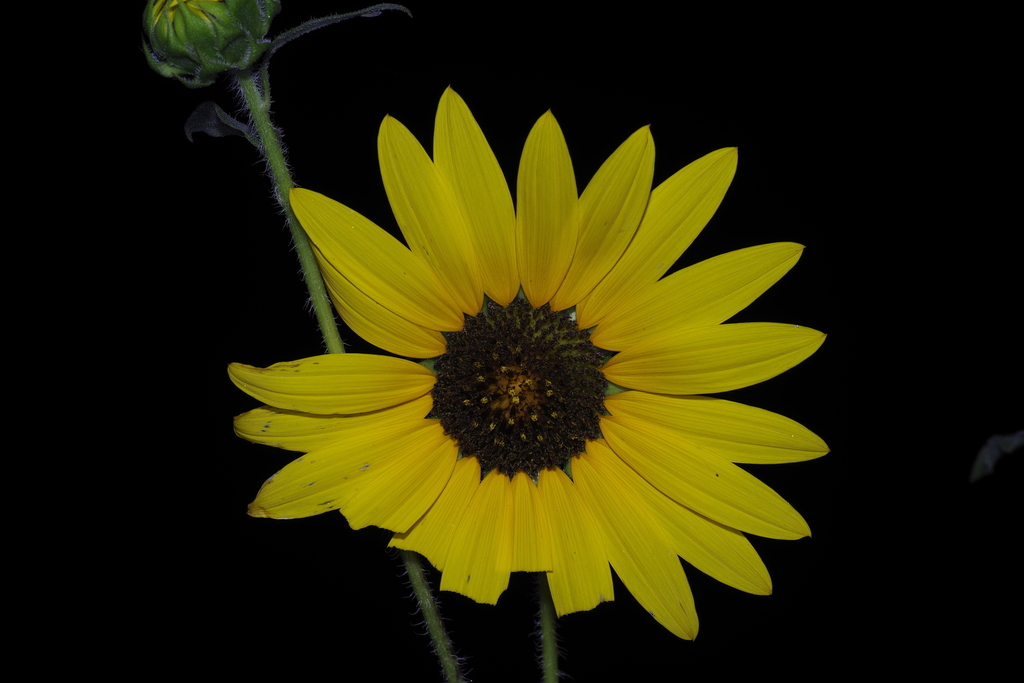 Common Sunflower from TX, USA on July 04, 2020 at 0147 AM