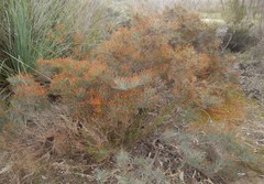 Allocasuarina pusilla