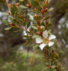 Leptospermum coriaceum