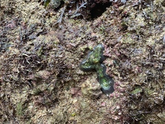 Ricordea florida