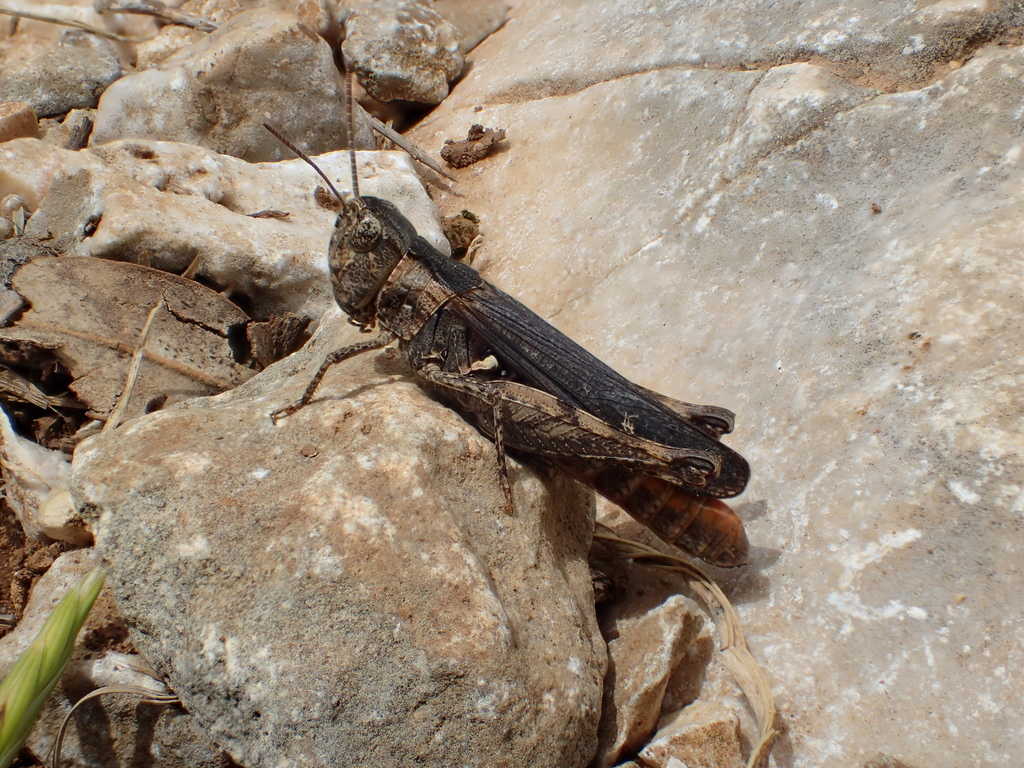 Omocestus raymondi