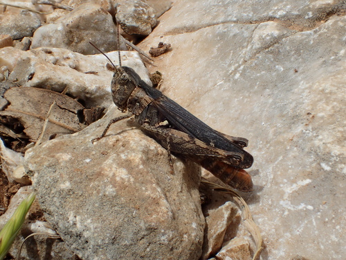 Criquet des garrigues