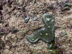 Ricordea florida