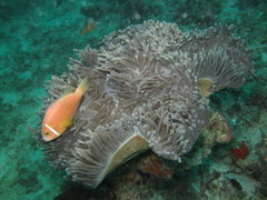 Amphiprion nigripes