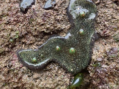 Ricordea florida