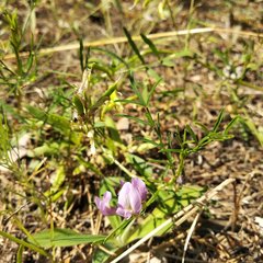 Astragalus arenarius
