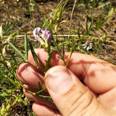 Astragalus arenarius