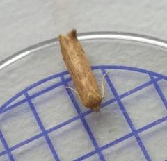 Blastobasis lacticolella