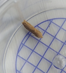 Blastobasis lacticolella