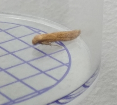 Blastobasis lacticolella