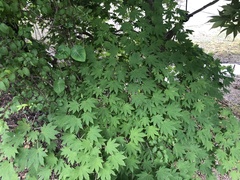 Acer palmatum