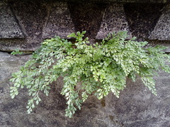 Asplenium ruta-muraria ruta-muraria