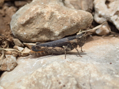 Omocestus raymondi