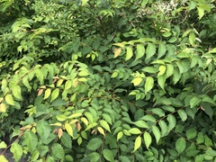 Aralia elata