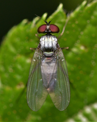 Argyra argyria