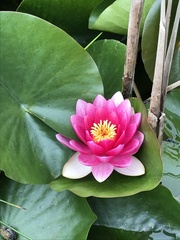 Nymphaea rubra