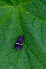 Aproaerema cinctella