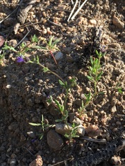 Allophyllum gilioides