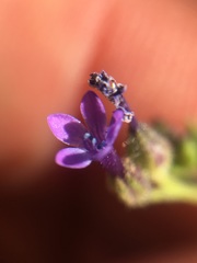 Allophyllum gilioides