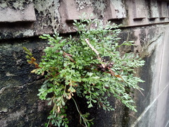 Asplenium ruta-muraria ruta-muraria