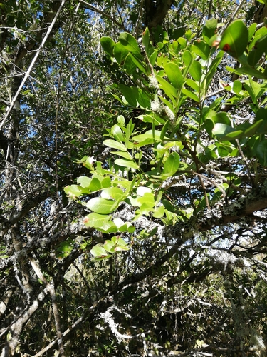 Image of Schotia latifolia by (c) Christiaan Viljoen, some rights reserved (CC BY)