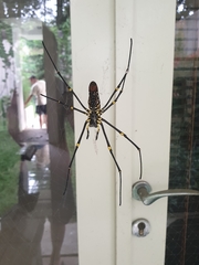 Nephila pilipes