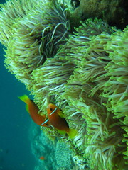Amphiprion nigripes